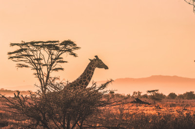 Wildlife