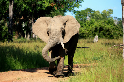 Zambia